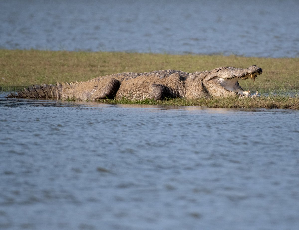 Crocodile 🐊

#natgeoindia #crocodile #nikonindiaofficial #loveisland #nature #wildlifephotography #wild #sabari_ganesh_sivakumar #Trending #photography