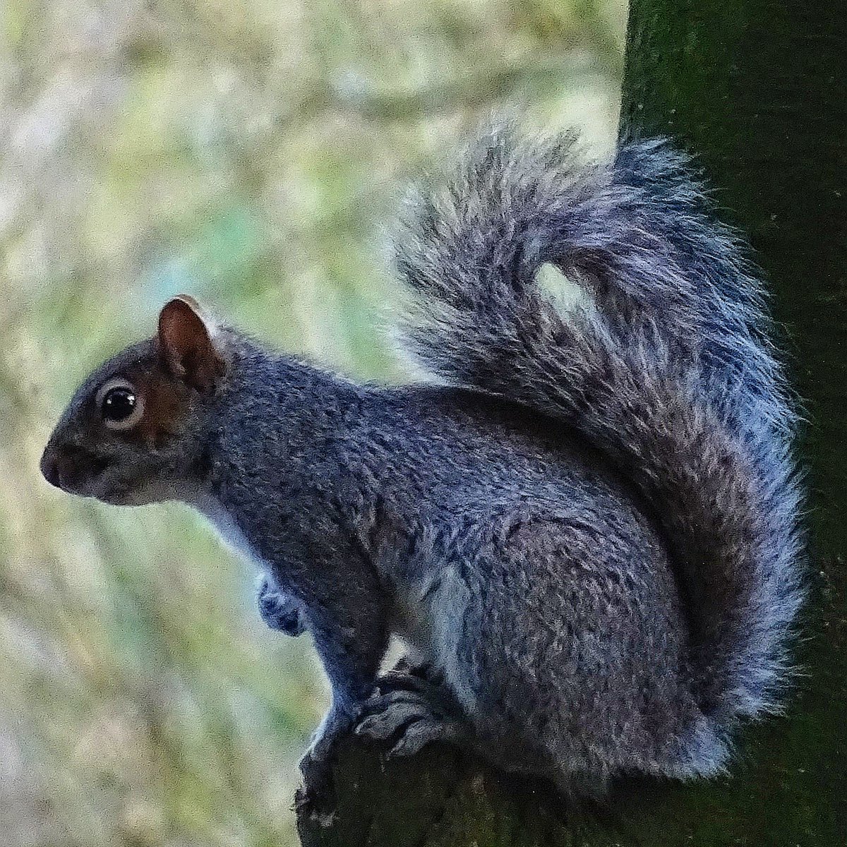 Squirrel 🐿️❤️ #squirrel #greysquirrel #woodlandcreatures #woodland #woodlandwalk #woods #animals #wildanimals #wildlife #wildlifephotography #wildlifephotographer #nature #naturelover #nuts_about_nature #yorkshirewolds #eastriding #lovewhereyoulive