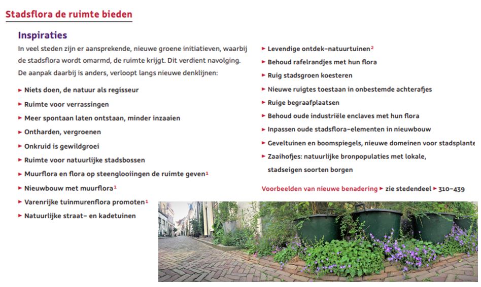 Stadsflora de ruimte bieden ... mogelijkheden te over ... en nu dé tijd om 't in de praktijk te brengen