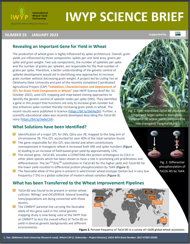 Did you see <a href="/IWYP_wheat/">IWYP</a> latest science brief? 
Have a look here 👇
iwyp.org/wp-content/upl…