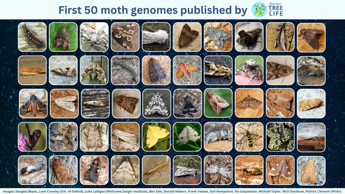 darwintreelife's tweet photo. ๐ 50 #moth #GenomeNotes now published @WellcomeOpenRes๐ฆ
https://t.co/zamJNrzweR
It would not have been possible without @GenomeWytham @OxfordBiology @NHM_Science @SangerToL and especially @diarsia, who collected the vast majority of these and many more specimens.
#MothMonday https://t.co/717NbNyj62