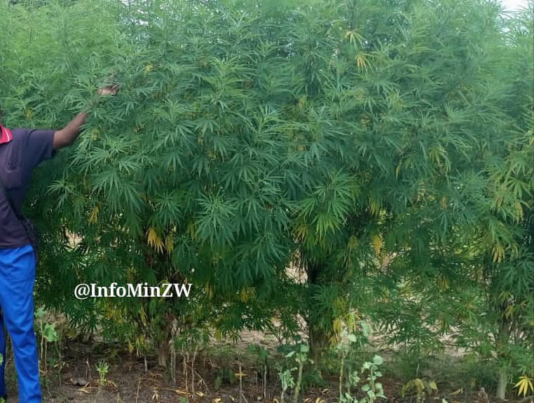 nickmangwana's tweet photo. MUTOKO:
We have to cut the drug supply chain to win this war. Zero Tolerance should mean just that. 44 years old Telmore Kugotsi of Muwaniwa village was handed a 1 years prison sentence for cultivating the manje crop in the pix. Ko kungorima chibage, gorosi or sunflowers savamwe? https://t.co/1T2YLBMrvZ