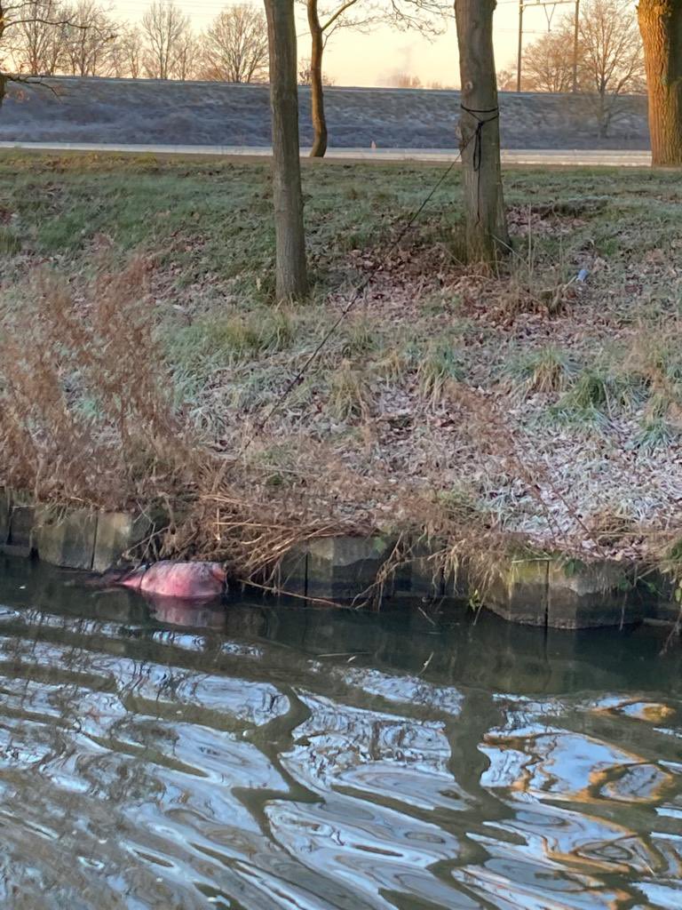 VLW_Joost's tweet photo. Dienst op de #RWS18, kadaver aangetroffen in het kanaal Wessem-Nederweert, kadaver zeker gesteld zodat de aannemer het af kan voeren #rijkswaterstaat https://t.co/gpDzL0lT2i