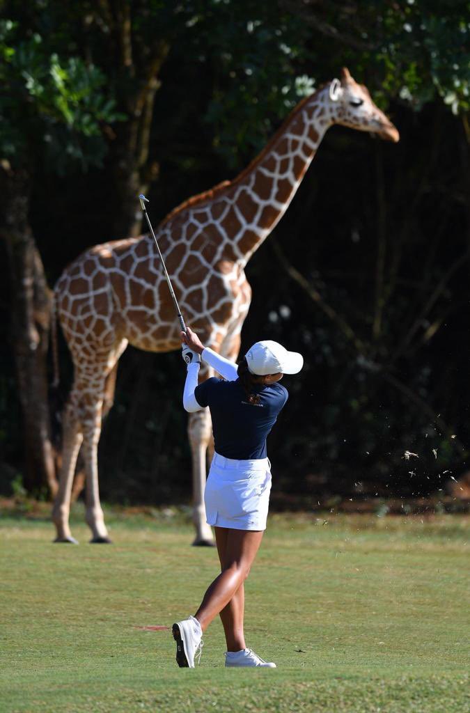 pthigo's tweet photo. #MasterStroke by @peninah_malonza at the @magicalkenya #LadiesOpen #Golf tournament. #PictureIs1000Words. @FirstLadyKenya @OleItumbi @SingoeiAKorir @ForeignOfficeKE @PGATOUR @PGANewsFeed https://t.co/wcmTulCPdy