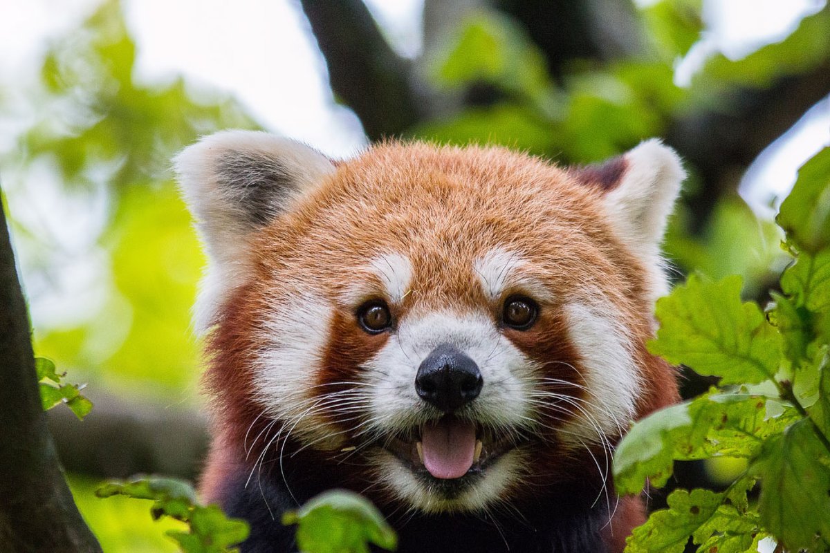 RedPandaEveryHr's tweet photo. https://t.co/iti4g54ITh