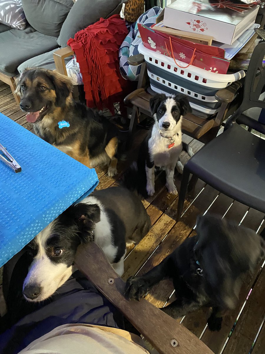 Stumbucket's tweet photo. @RSNMarvela @Fawnn__ Count the dogs in our family now 😎 https://t.co/xx0NnzF3kd