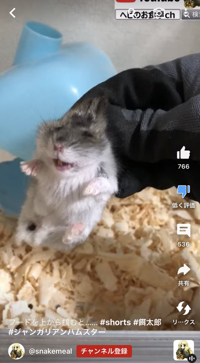 mochimalu_co_jp's tweet photo. みんな🐹
ぼくはとても悲しい動画を見つけてしまったよ…
ハムスター好き、いや、本当に動物を愛してる人は絶対このチャンネルを許しちゃダメだ❗️🐹💢
野生の世界で捕食されるのは自然の摂理で仕方ない。でもこれは人が意図的にやっている。つづく…

#ハムスター　#動物　#youtube #虐待 https://t.co/qWPc84YYKv