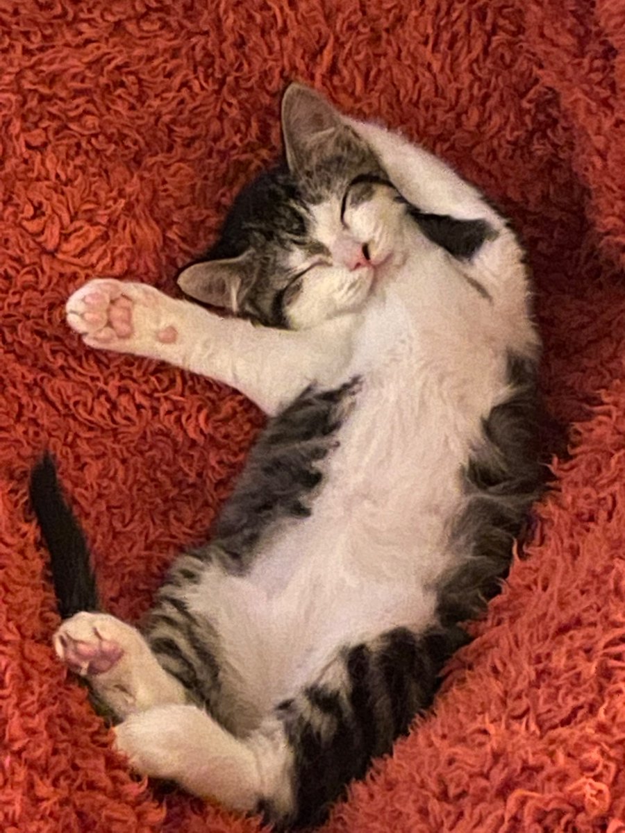 missfoodiemoods's tweet photo. @TribbleSlayer_1 Onze #miep kittenfoto’s. Hoop dat ze werken 😘 https://t.co/zfOsN01sBt