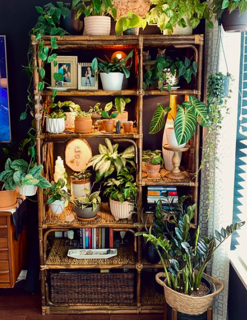 Urban Plant Home tweet media