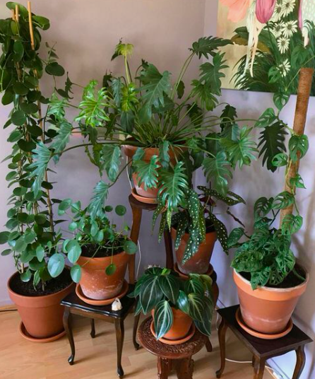 Urban Plant Home tweet media