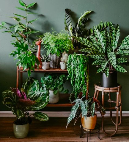 Urban Plant Home tweet media