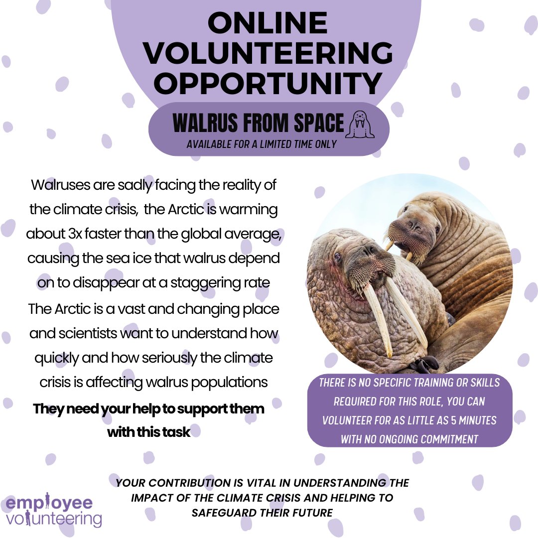 Walruses are facing the reality of the climate crisis &amp; scientists need to know more about how they're affected. WWF &amp; British Antarctic Survey need your help! 

Find the project here! bit.ly/40z21a5

#employeevolunteering #volunteeringopportunity #walrusfromspace