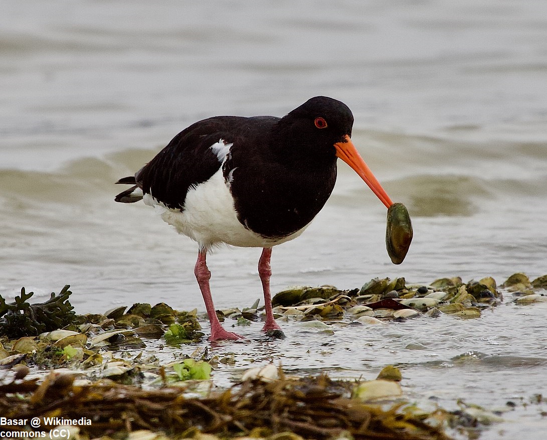 EMUJournal's tweet image. The impact of predation by South Island Pied Oystercatchers on a protected shellfish, the toheroa, in northern New Zealand

tandfonline.com/doi/full/10.10…

#ornithology #conservation