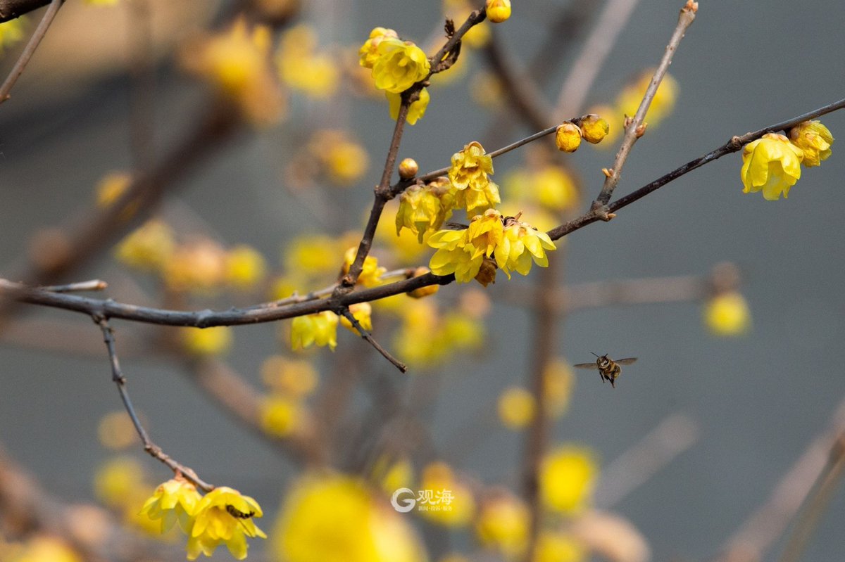 Right now it is the time of spring chill, but the wax plum in Haiyunan is already hanging on the branches, showing a vibrant scene under the mapping of sunlight.