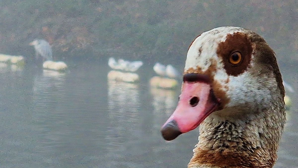 Another foggy morning at The Lake. Seems there are two pairs of Egyptian geese. #SouthwarkPark #SE16