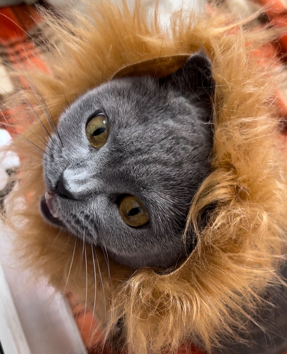 Leitch_March's tweet photo. ライオンになるマーチ【ブリティッシュショートヘア/british shorthair】billee https://t.co/VE8wvEcVIh via @YouTube 
#ブリティッシュショートヘア
#猫好きさんと繋がりたい https://t.co/UGUuY44jeV