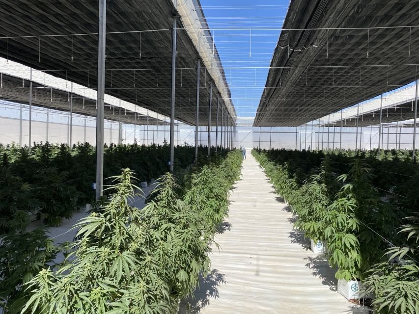 Cannabis Industry Growth in the Future: Emerging Technologies

Cannabis Business Insights : The cannabis industry has experienced novel concepts.

Read More : bit.ly/3x8Uj98

#cannabisbusinessinsights #cannabisproducts #growth #marijuanaindustry