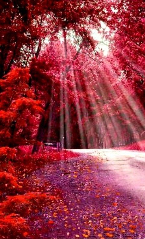 ruben_corella's tweet photo. #forrest #forest #bosque #wood #redmood #redpower #redlover #redlife #redtrees #redleaves #rouge #lavieenrouge #rojo #poderrojo #arboles #nature #landscapelovers #paisajes #wildlife #wildlifephotography https://t.co/eQKFtSgIfj