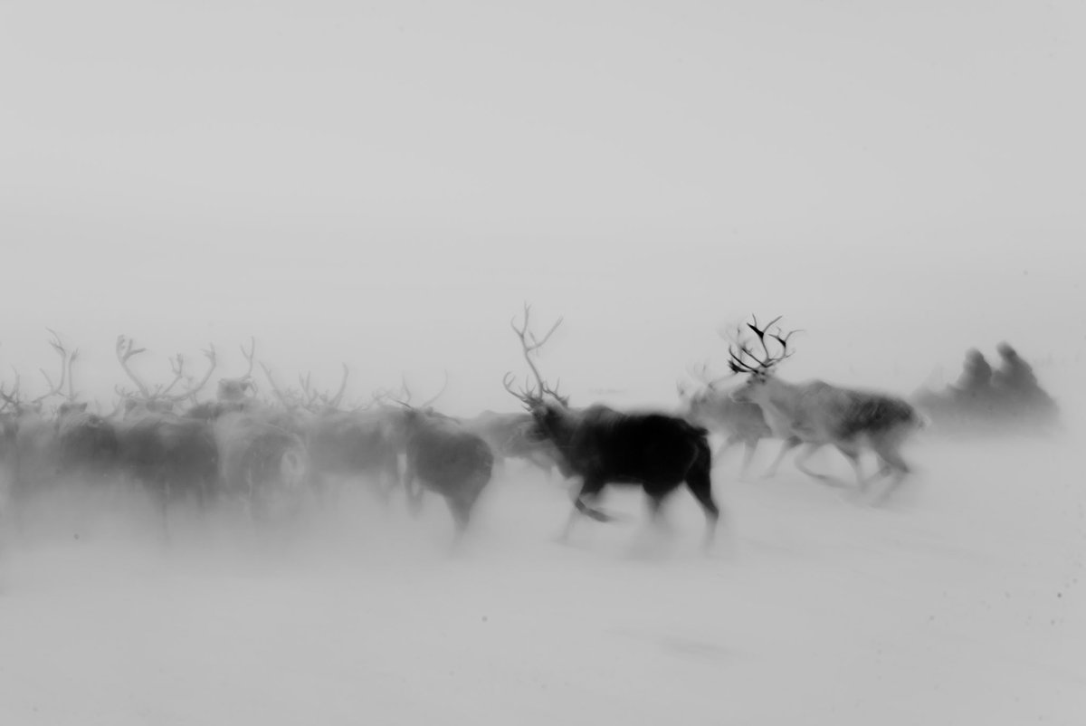 diana_smykova's tweet photo. @UnknownCo123 Hello!🤍 #UnknownCommunity 

Here’s ’ART OF MOVING’ photograph which i took when i was living with northern nomads.

It’s a part of diptych which is dedicated to existential questions about people’s reasons to move in life.

@foundation, 0.4eth https://t.co/iM8YjhJ7re