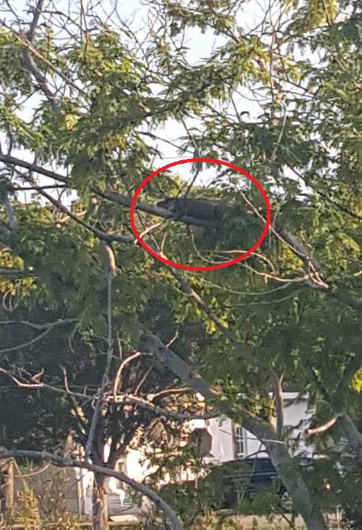 K9River's tweet photo. A gator 🐊 in a tree? Now I’ve seen it all. https://t.co/GaDwLEiBEx