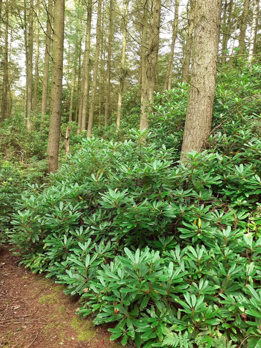 We will start clearing some trees from St Ives Estate next month as they have been hit by Larch  Tree Disease. The disease can kill trees so we need to act to prevent its spread. The work will mean parts of the estate will need to be temporary closed. orlo.uk/fhUlZ