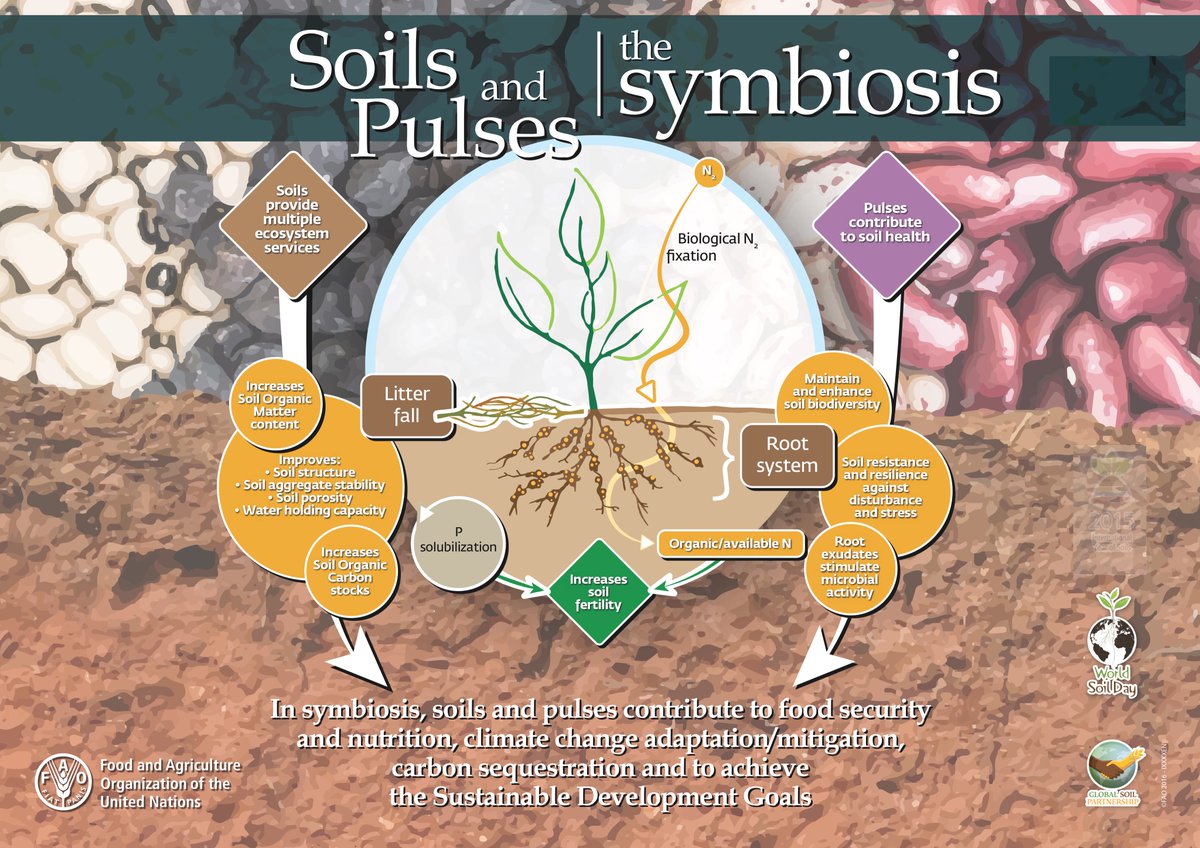 UNCCD's tweet photo. Friday 10 February is #WorldPulsesDay!

 Pulses (or legumes) are:
🫘 Highly nutritional to improve #foodsecurity
🫘 Require low inputs to support sustainable #foodsystems 
🫘 Improve #soilhealth to increase carbon sequestration for #climateaction

#United4Health via @FAO #soil https://t.co/Whb6FNE34d