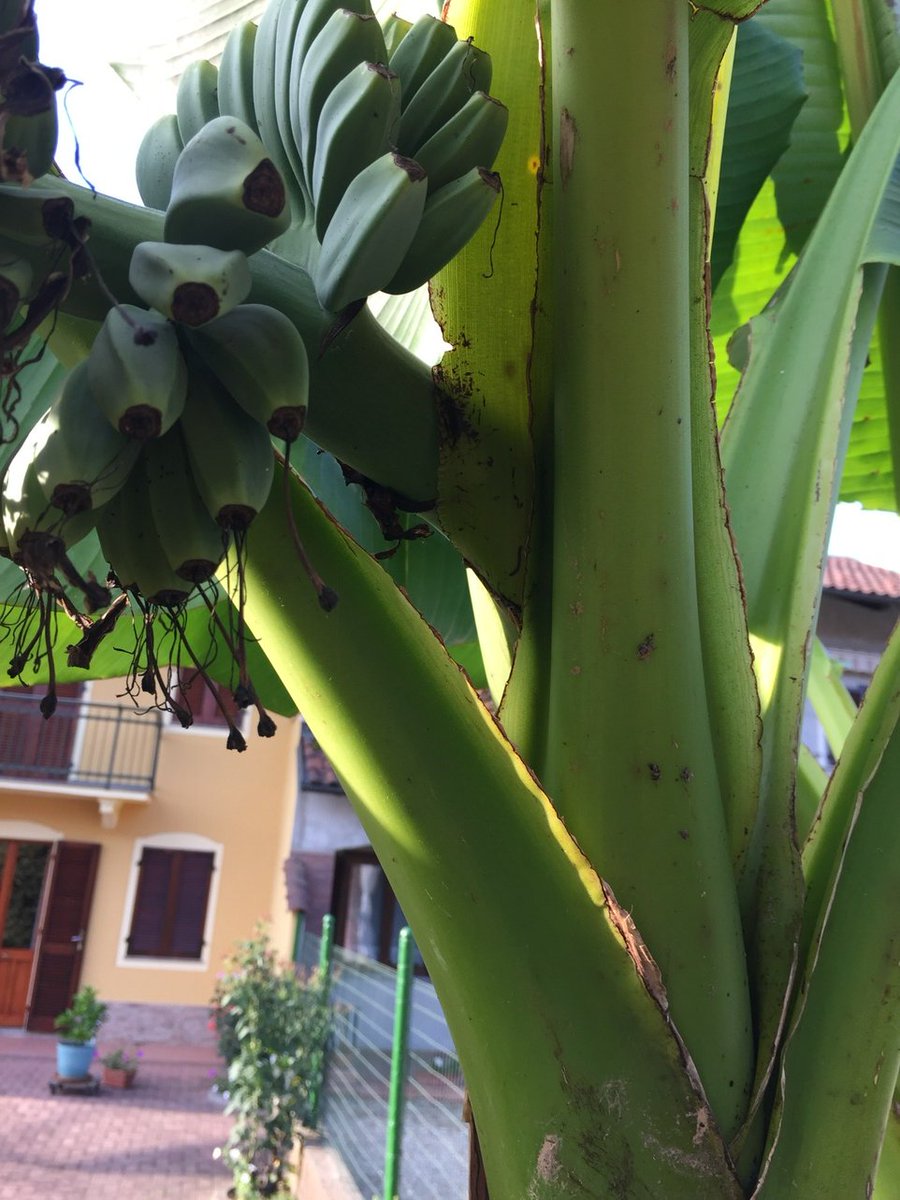 Elena Actis (@elenaactis) on Twitter photo 