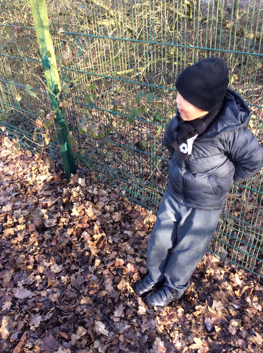 Mrs_AJones's tweet photo. “This is Sticksy, he’s a hedgehog in the leaves!” Children enthusiastic about the nature around them is such a wonderful thing. @FibParkAcademy @fpa_rh https://t.co/Usfr33gzFS