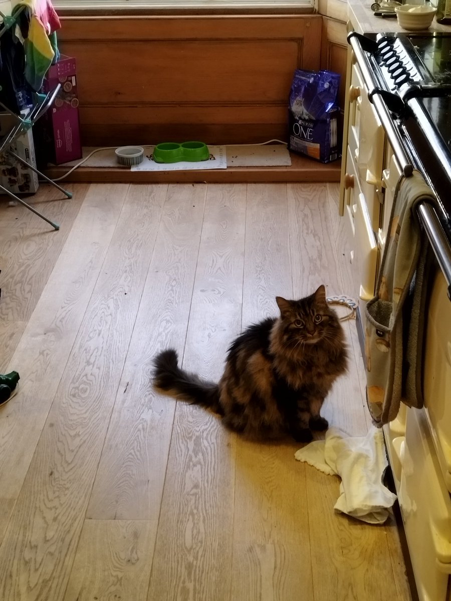 Hanu the Cat tweet media