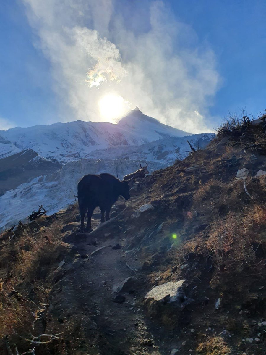 AlexTxikon's tweet photo. 📸🌄 Hi! I share with you photos of the last 2023 sunset spent on Manaslu as I board the plane 🛬 to a new adventure. That last day we were also lucky to see yaks and blue sheep (it's hard to see them). Without a doubt, a great final of the expedition
#wintersummits #alextxikon https://t.co/s1Ww8IDdDc