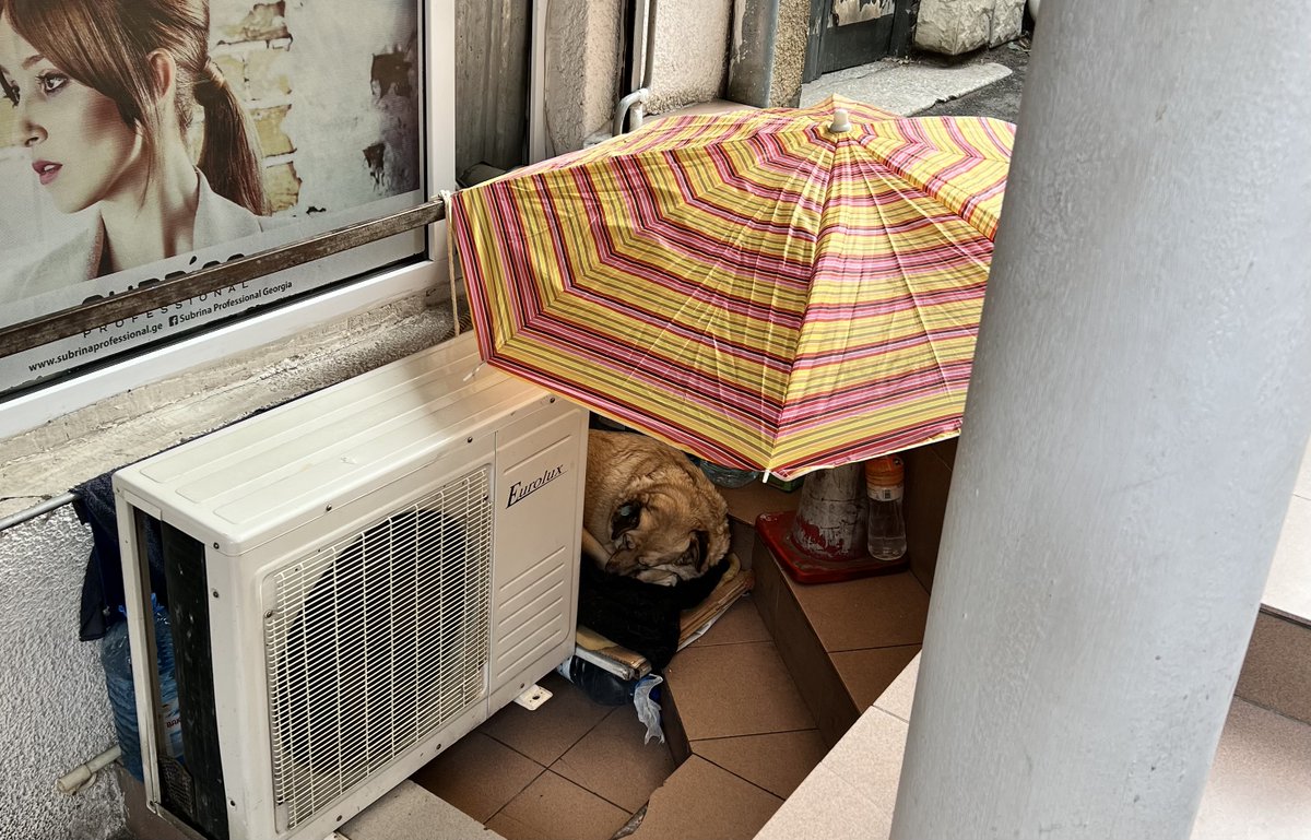 media_outside's tweet photo. Много бездомных собак, но практически все отлично выглядят. Упитанные, с хорошей шерстью и меткой на ухе. У некоторых есть своя лежанка рядом с чьим-нибудь подъездом или магазином. Рядом стоит своя миска с водой и есть корм https://t.co/ThwWbyrJNt