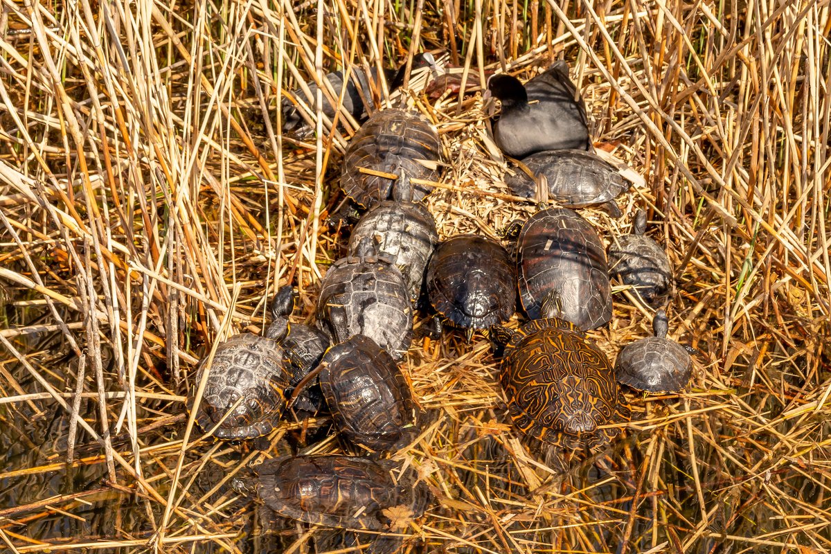 Senckenberg's tweet photo. 📣 #Forschungsnews: #Schildkröten-Invasion im Ländle. 🐢 Forschungsteam weist erstmals nach, dass 3 nordamerikanische Schildkrötenarten sich in Gewässern in BW fortpflanzen. Der Einfluss der #invasiven Arten sei dringend zu untersuchen. @UniFreiburg 

👉 https://t.co/rK9Bxv3mcc https://t.co/B4IVuI98LC