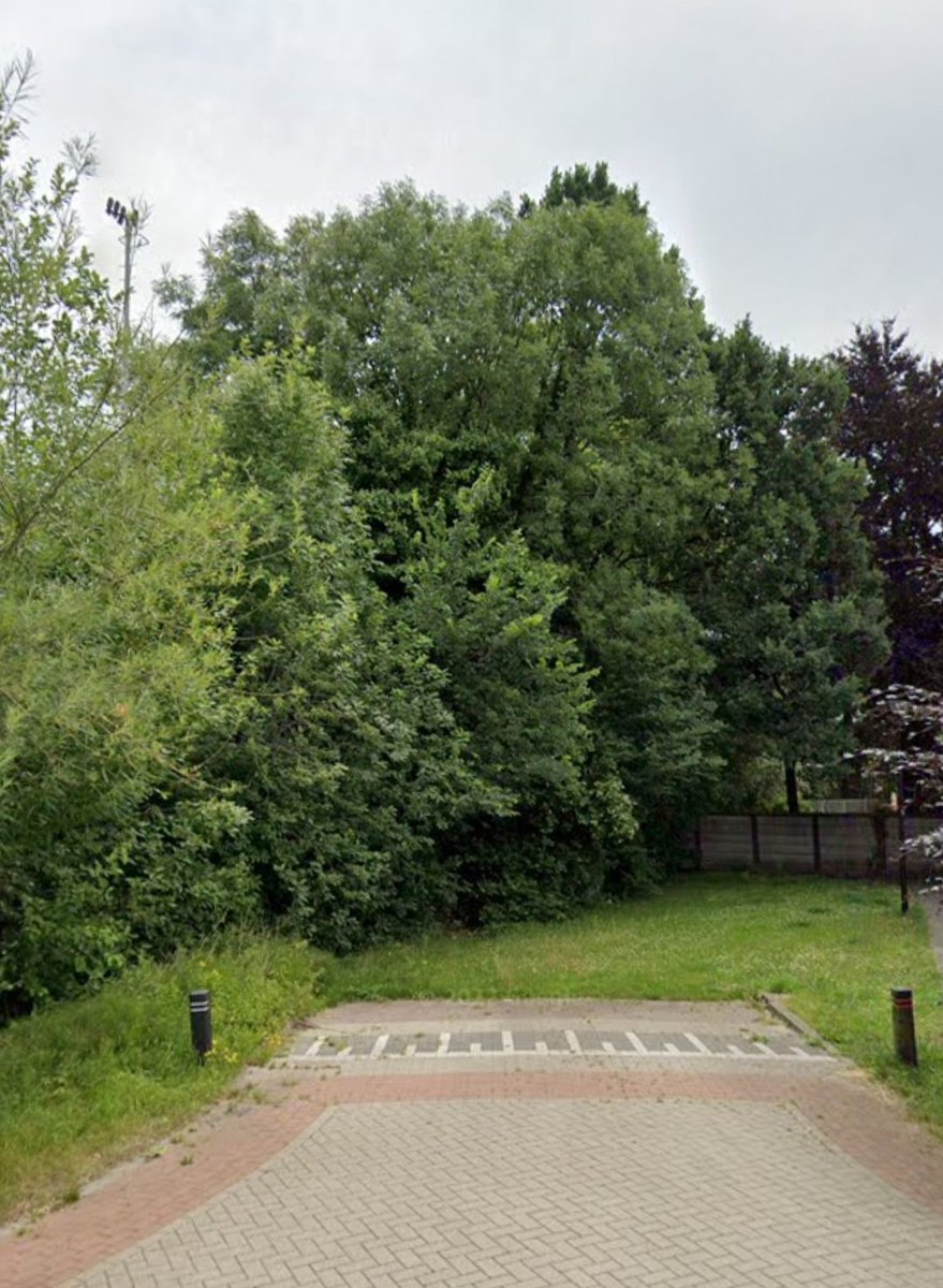 CvanDomburgh's tweet photo. Morgen 9-02-2023 om 7.30u is het helaas zover. Dan worden in Oudenbosch, tussen de Franciscuslaan en de Baarlebossche, deze prachtige oude bomen gekapt (ruim 20). Omdat mensen zich niet aan verkeersregels houden, moet er een historisch stukje groen tegen de vlakte! Zo triest.. https://t.co/I27gL81nEB