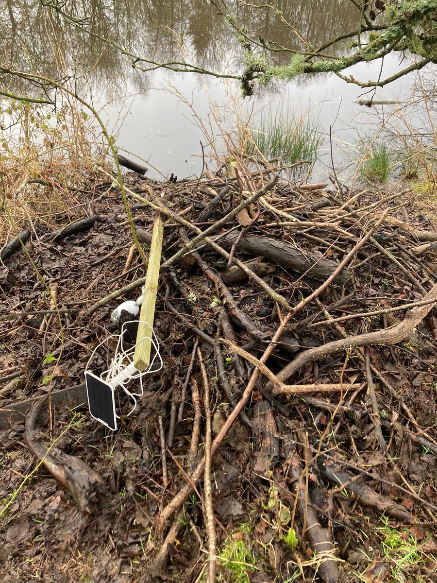 Argaty Red Kites (@argatyredkites) on Twitter photo We were wondering why our Beaver Cam was showing nothing but sticks and mud… turns out the naughty beavers stole it to add to the roof of their lodge! <a href="/BeaverTrust/">Beaver Trust</a> <a href="/ScotsBeavers/">Scottish Wild Beaver Group</a> <a href="/james_nairne/">James Nairne</a> <a href="/emccandless89/">Elliot McCandless</a> <a href="/BrewsterKirsten/">Kirsten</a> <a href="/Nature_Scotland/">Ewan Miles</a> <a href="/skyeandfrisa/">Skye and Frisa</a> #nature #beavers We were wondering why our Beaver Cam was showing nothing but sticks and mud… turns out the naughty beavers stole it to add to the roof of their lodge! <a href="/BeaverTrust/">Beaver Trust</a> <a href="/ScotsBeavers/">Scottish Wild Beaver Group</a> <a href="/james_nairne/">James Nairne</a> <a href="/emccandless89/">Elliot McCandless</a> <a href="/BrewsterKirsten/">Kirsten</a> <a href="/Nature_Scotland/">Ewan Miles</a> <a href="/skyeandfrisa/">Skye and Frisa</a> #nature #beavers