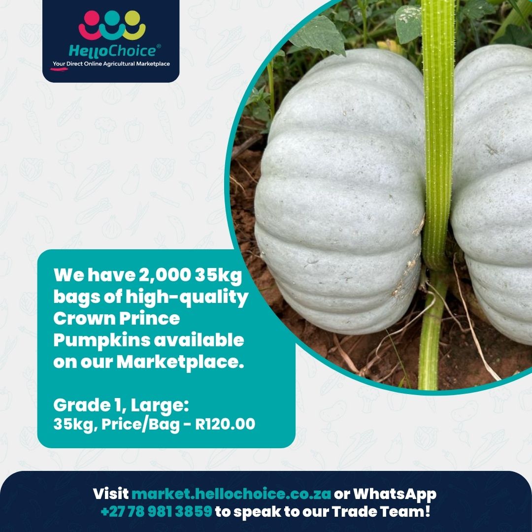 We've got 2,000 Crown Prince Pumpkins available on our Marketplace right now!

These high-quality, large pumpkins won't be available for long. So be sure to visit market.hellochoice.co.za and order your 35kg bags today.

#hellochoice #onlinemarketplace #pumpkins #bulk