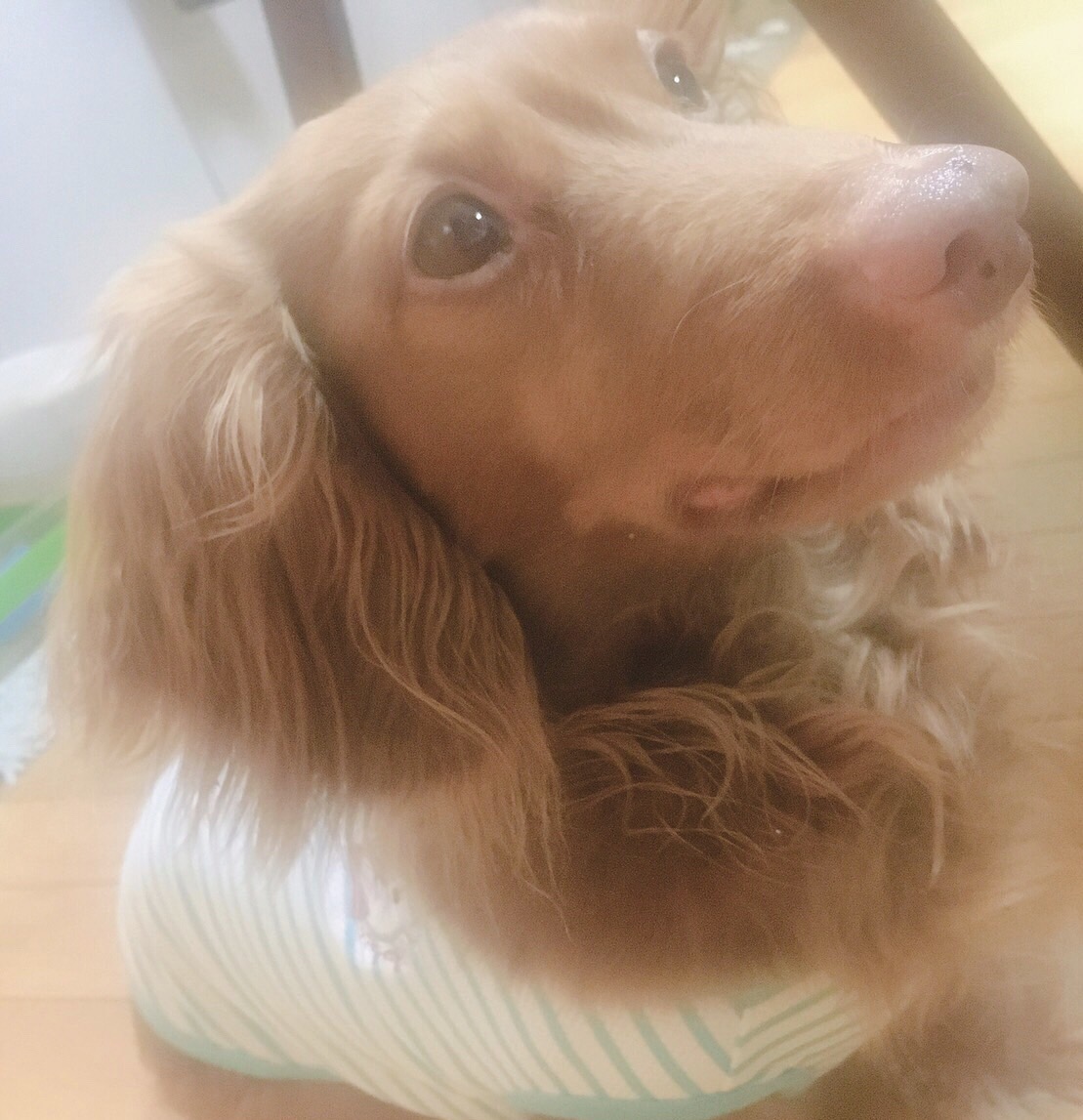 〜rara〜 ナッちゃん ダックス 花かご rara〜 ナッちゃん ダックス 花かご yumi🌸 on X