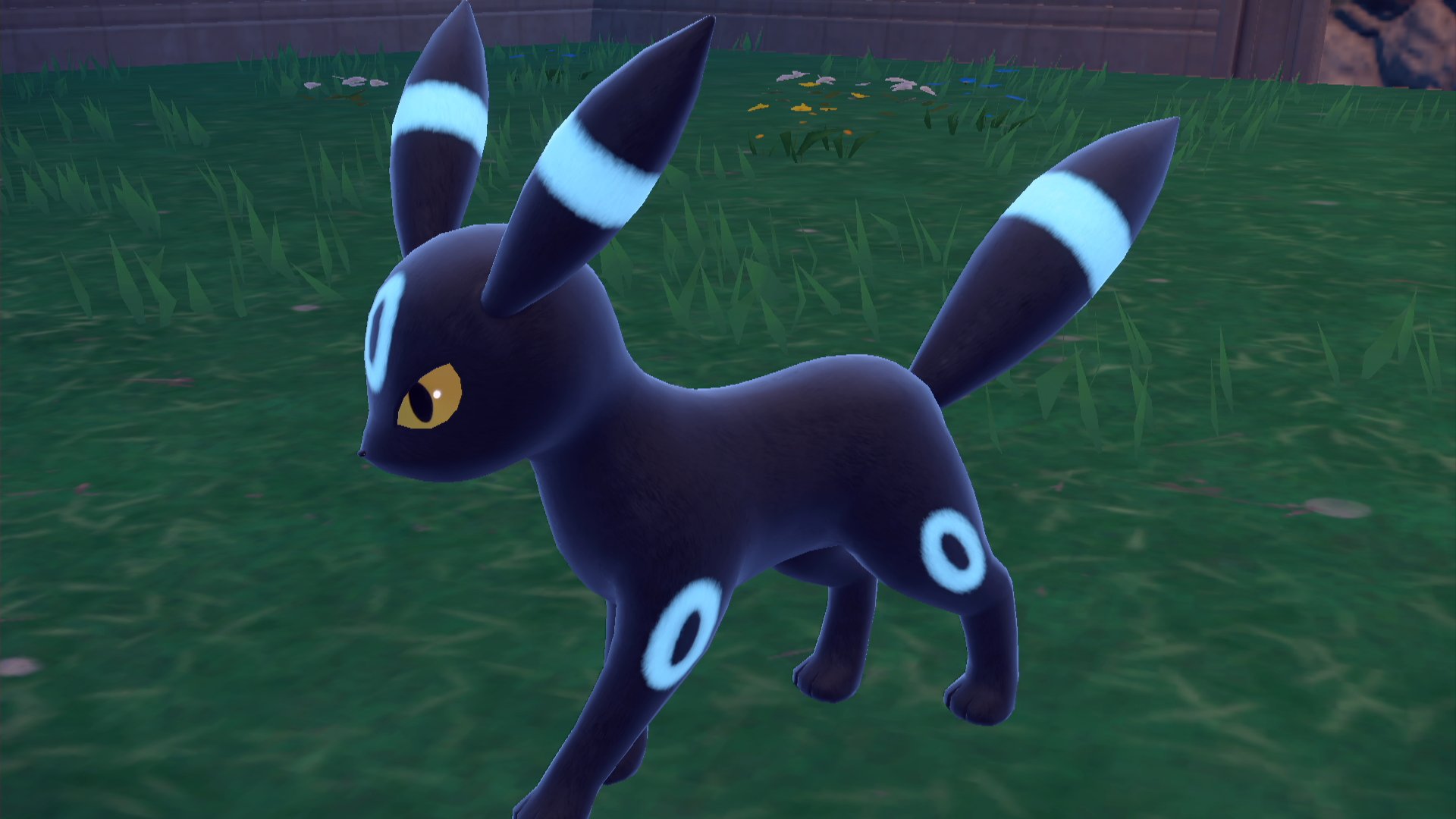 ブラッキー色違い