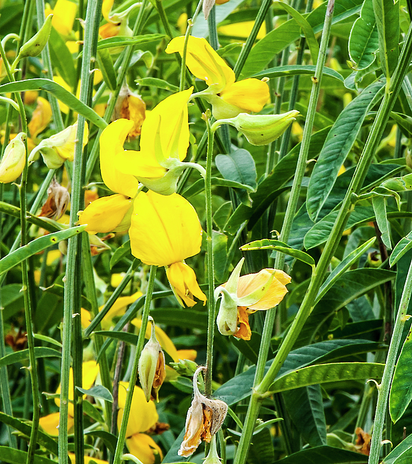 captcrealock's tweet photo. New artwork for sale! - "Yellow Rattlebox Flower" - https://t.co/xd4nm7FtoK @fineartamerica https://t.co/wP7q96m9GQ