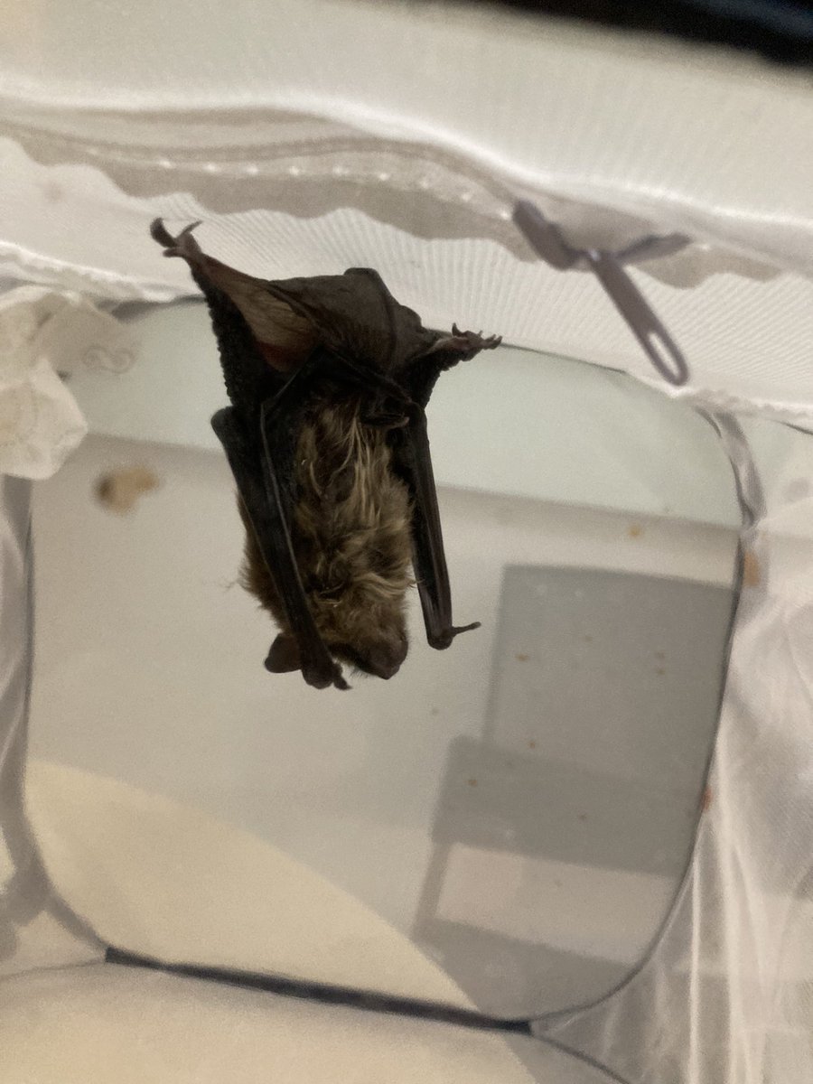This special little critter decided to join us <a href="/AberfoylePS/">Aberfoyle PS</a> school today! Found loitering in the bathroom. Maybe that’s where all the cool kids ‘hang’ out? Seems batty to me.