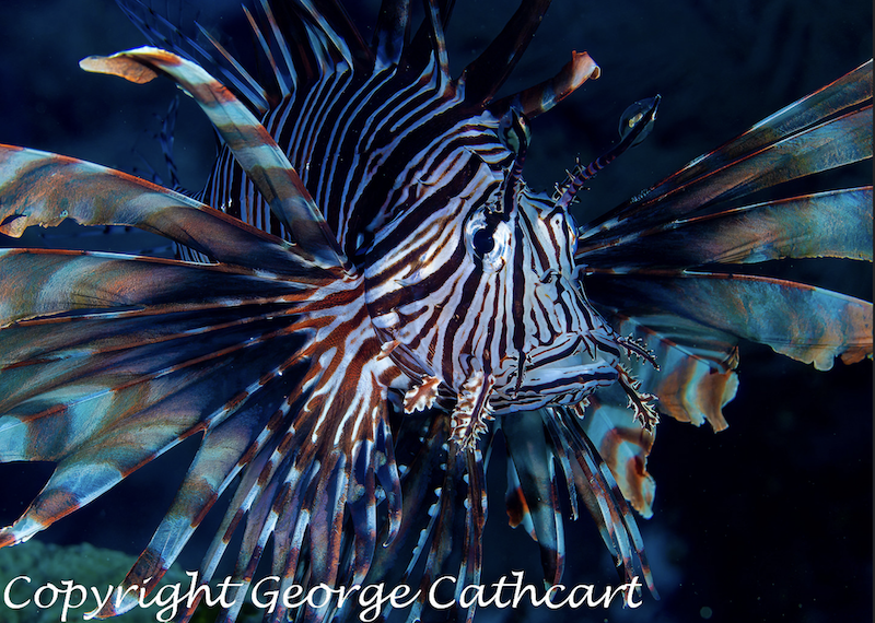 ExplorerVenture's tweet photo. A lionfish beauty, photographed by guest George Cathcart.

📍Turks &amp; Caicos Islands
#explorerventures #marinelife https://t.co/5GmcI597UN