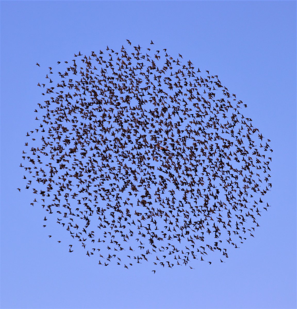 AlperJulian's tweet photo. #poem, #poetry, #nature, #starling, #natureofisrael, #naturephotography, #murmuration #haiku #haikuchallenge #micropoetry

So mesmerising
Were this fall’s murmurations
I would watch all day. https://t.co/VqeoBt2jN5