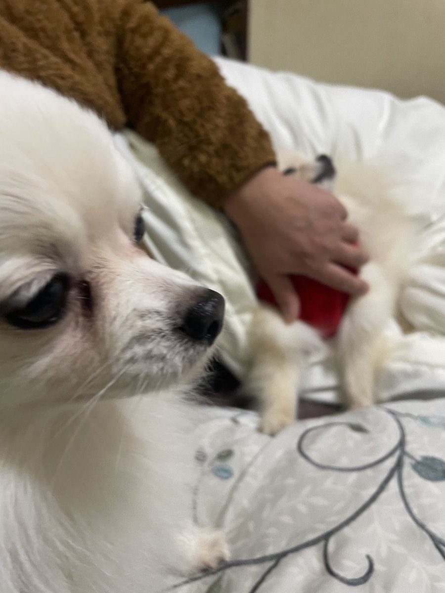 hanahotablog's tweet photo. 羨ましいかw

一夫多犬の生活(*^▽^*) https://t.co/6Sg2iUUf0E