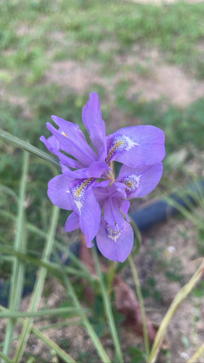 mawildplants's tweet photo. تزهير السوسن البري وهو نبات يتكاثر بالبصيلات والبذور وذو زهور جميلة جدا.
Gynandiris sisyrinchium https://t.co/mJnt83ljXL