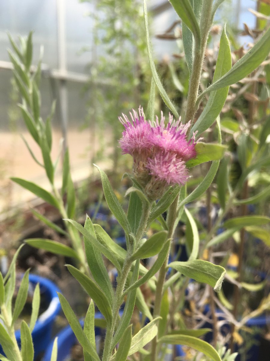 USGSAZ's tweet photo. Do individuals of a #ColoradoRiver #riparian plant species growing in hot vs. cool places have physical differences and different flood responses?
A #USGS_SBSC @NAU study tested these questions π https://t.co/gz3jBRtrCt
#GrandCanyonScience #Plucheasericea #Arrowweed https://t.co/MNy8kNHDID