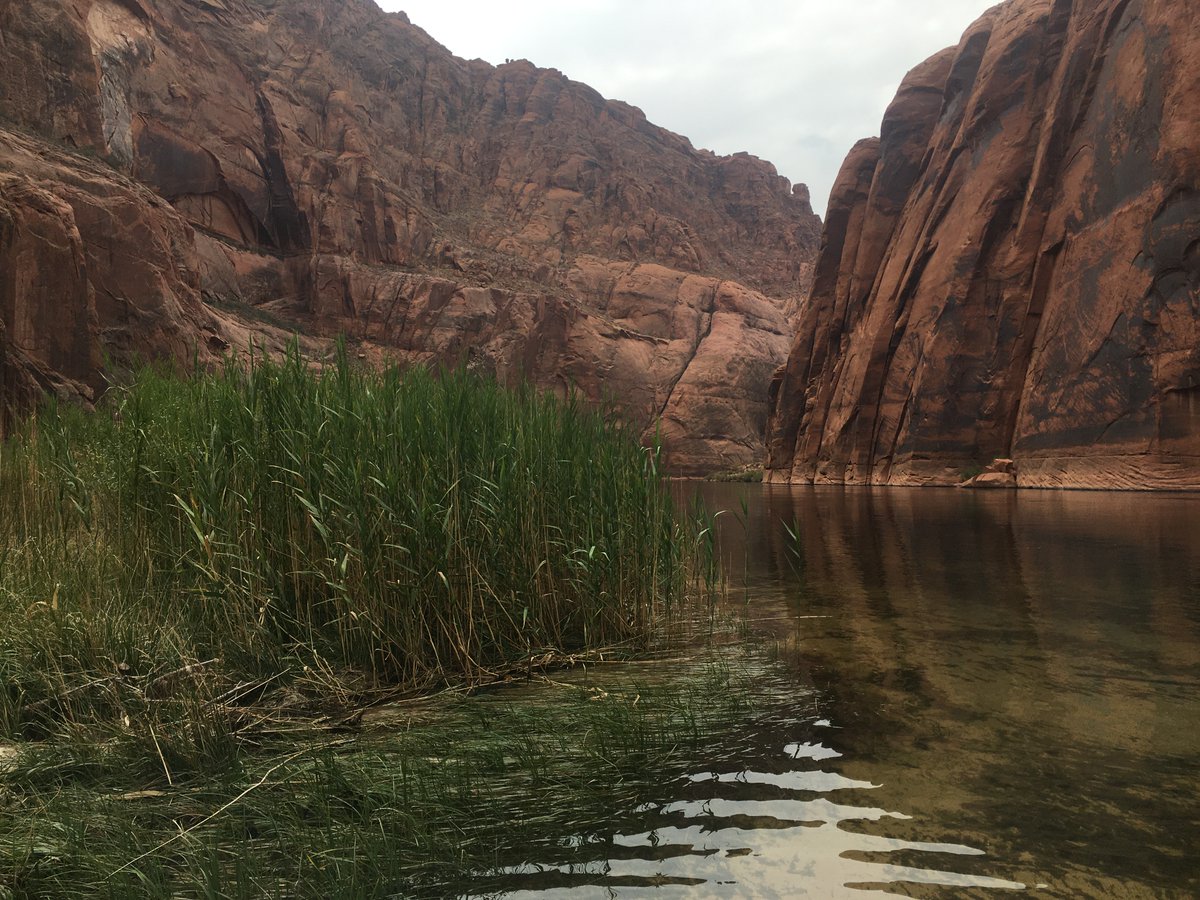 USGSAZ's tweet photo. Do individuals of a #ColoradoRiver #riparian plant species growing in hot vs. cool places have physical differences and different flood responses?
A #USGS_SBSC @NAU study tested these questions π https://t.co/gz3jBRtrCt
#GrandCanyonScience #Plucheasericea #Arrowweed https://t.co/MNy8kNHDID