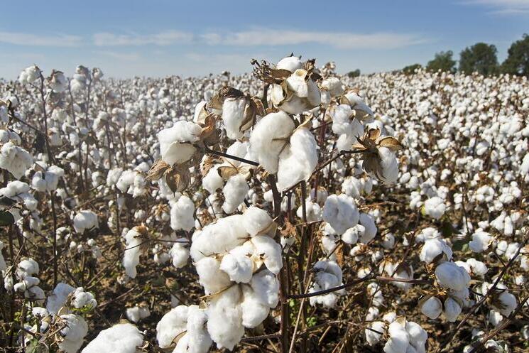 Increasing competition from Brazilian-grown cotton is changing international export markets for U.S.-grown cotton. This according to University of Illinois study.
aces.illinois.edu/news/how-us-co… #cotton #UScotton @ACESIllinois