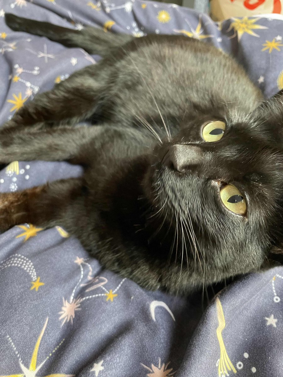 LunaKitty89's tweet photo. @AmbitiousTTV No pillows but I have this little void who meows back? https://t.co/PaUcXBQkl9