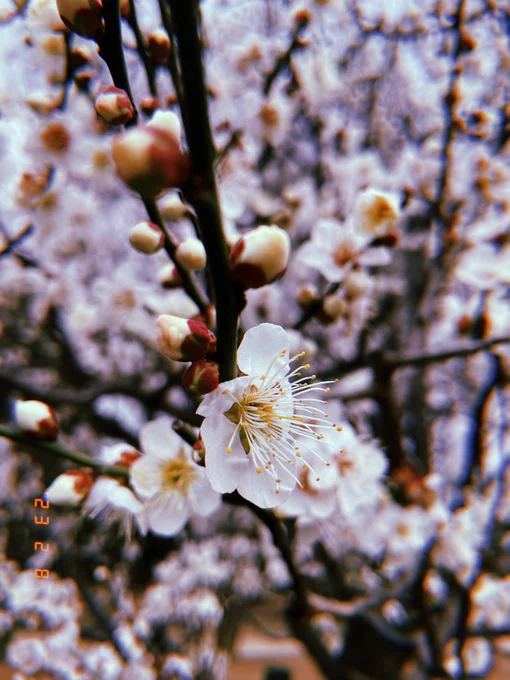 春きたりなば 