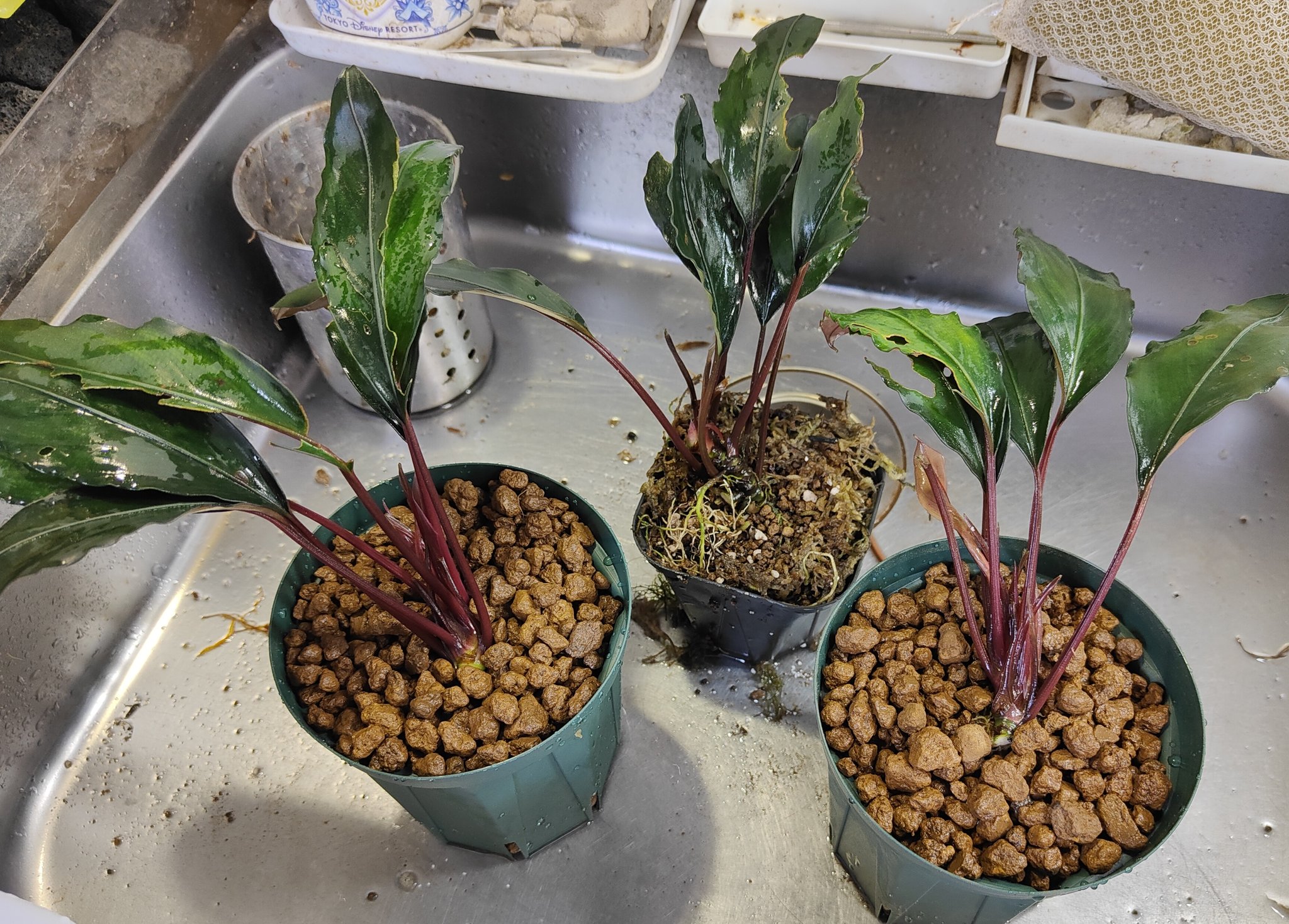 Bucephalandra sp. 