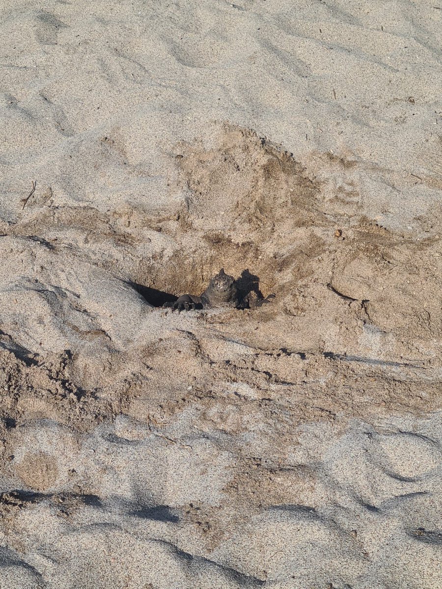 גיאולוג, ביולוג וכימאי נסעו לגלפגוס: זו לא תחילה של בדיחה, אלא של ידידות מדעית מופלאה. משלחת אקדמית מבן-גוריון הוזמנה לאקוודור כדי לקדם שת"פ אקדמי עם אוני' <a href="/USFQ_Ecuador/">Universidad San Francisco de Quito</a>. המשלחת כוללת 18 חוקרים וחוקרות ובראשה עומדים נשיא האוניברסיטה פרופ' <a href="/DanielChamovitz/">Danny Chamovitz</a> והרקטור פרופ' <a href="/HamEzr/">Chaim (Harvey) Hames-Ezra</a>